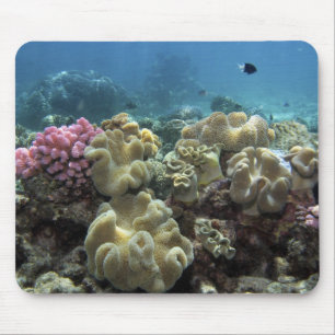Koralle, Agincourt Reef, Great Barrier Reef, Mousepad