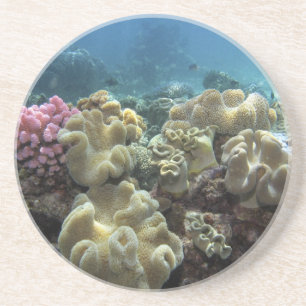 Koralle, Agincourt Reef, Great Barrier Reef, Sandstein Untersetzer