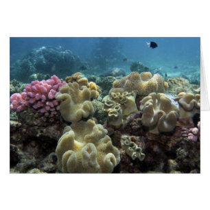 Koralle, Agincourt-Riff, Great Barrier Reef,