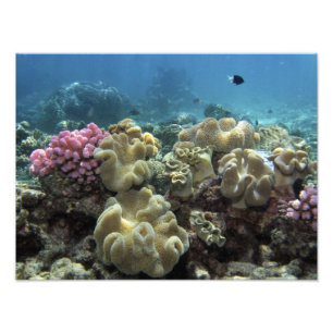 Koralle, Agincourt Riff, Great Barrier Reef, Fotodruck