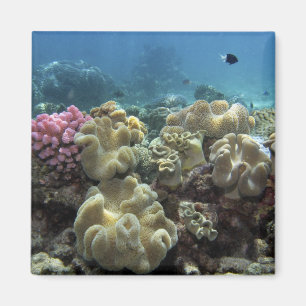 Koralle, Agincourt-Riff, Great Barrier Reef, Magnet