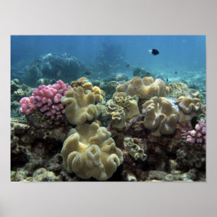 Koralle, Agincourt Riff, Great Barrier Reef, Poster