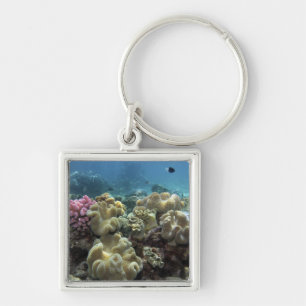 Koralle, Agincourt Riff, Great Barrier Reef, Schlüsselanhänger