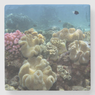 Koralle, Agincourt Riff, Great Barrier Reef, Steinuntersetzer