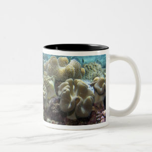 Koralle, Agincourt-Riff, Great Barrier Reef, Zweifarbige Tasse