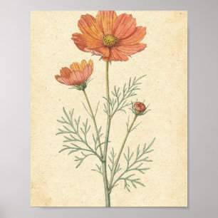 Koralle Cosmos-Blume und Knospe Botanische Kunst Poster