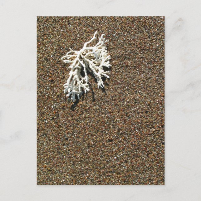 Koralle Postkarte (Vorderseite)