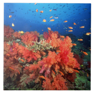 Koralle und Fische Fliese