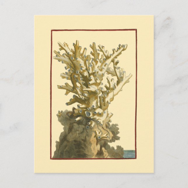 Korallen am Meer Postkarte (Vorderseite)