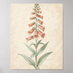 Korallen-Fingerhut Botanische Blumenstudie Poster