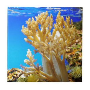 Korallen in einem Aquarium Fliese