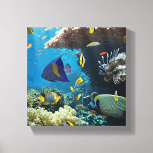 Korallen und Fische im Roten Meer, Ägypten Leinwanddruck