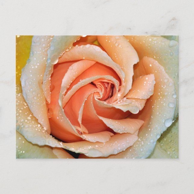 Korallenfarbener Single Rose Postkarte (Vorderseite)