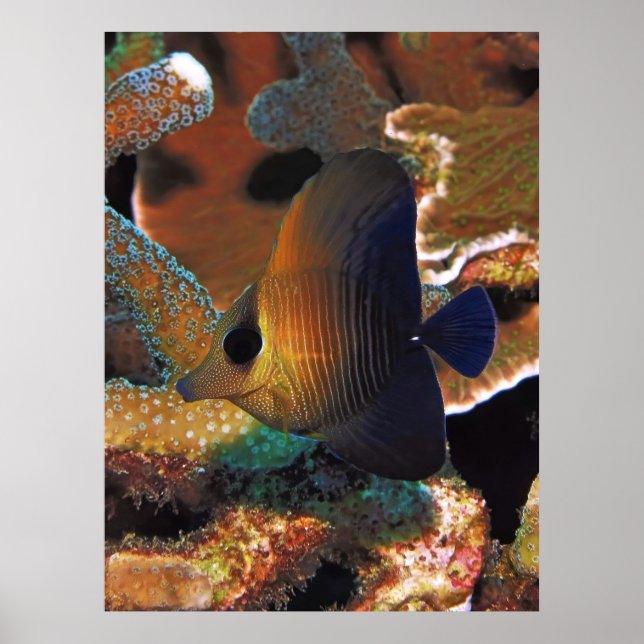 Korallenfische Poster (Vorne)