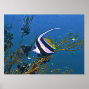 Korallenfische Poster