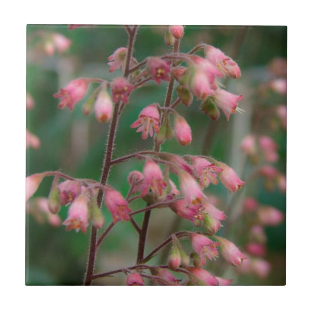 Korallenklingelblüten Fliese (Vorderseite)