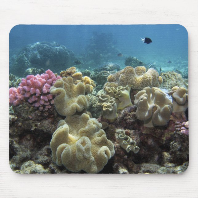 Korallenriff, Agincourt Reef, Great Barrier Reef, Mousepad (Vorne)