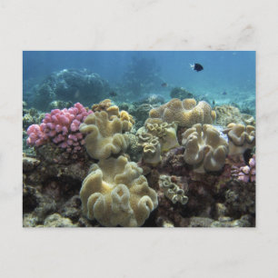 Korallenriff, Agincourt Reef, Great Barrier Reef, Postkarte