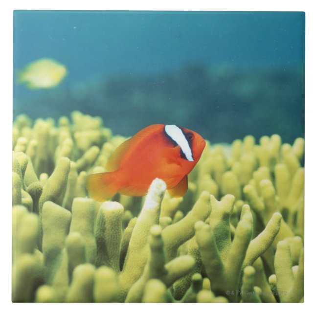 Korallenriff, das mit tropischen Fischen ausgießt Fliese (Vorderseite)