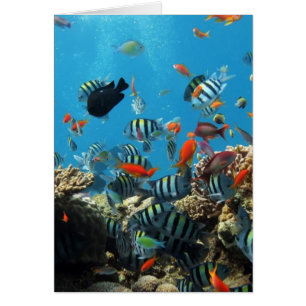 Korallenriff-Fische Naturescape