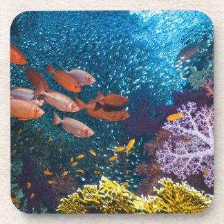 Korallenriff-Landschaft | Großauge oder Untersetzer