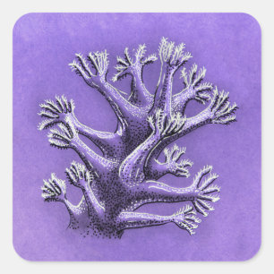 Korallenriff Lila Meeresbiologie Kunst Quadratischer Aufkleber