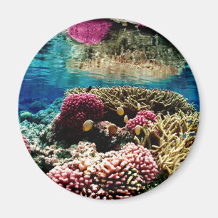 Korallenriff Magnet