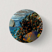 Korallenriff mit Feuerkorallen und exotischen Fisc