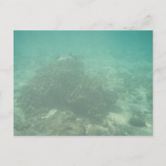Korallenriff Postcard Postkarte