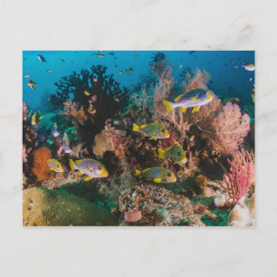 Korallenriff-Postkarte Postkarte