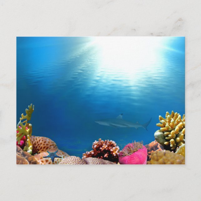 Korallenriff und Haifisch Postkarte (Vorderseite)