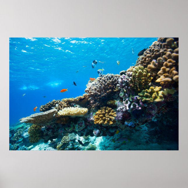 Korallenriff unter Wasser Poster (Vorne)