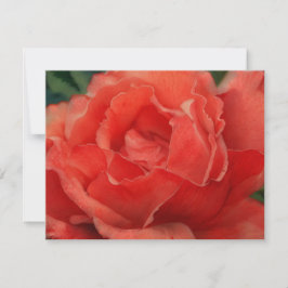 Korallenrosa Rosenblumen Kunst Notizkartenset Mitteilungskarte