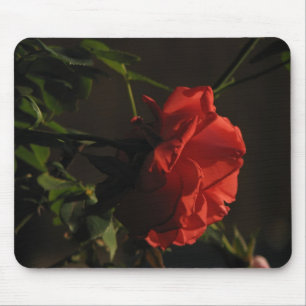 Korallenrote Rose Mousepad