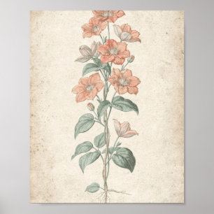 Korallenrote Waldrebenrebe Botanische Kunst Poster