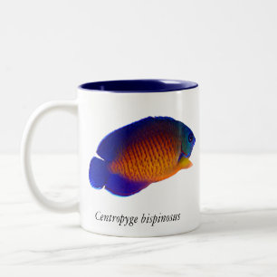 Korallenroter SchönheitAngelfish - Centropyge Zweifarbige Tasse