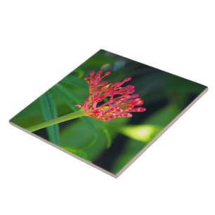 Korallenrotes Bush in der Blüte Fliese