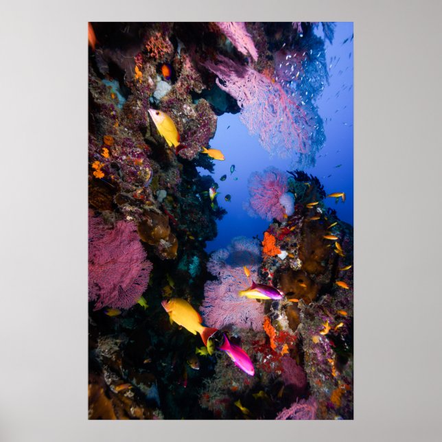Korallensee - Tropischer Fisch und Riff - Poster (Vorne)