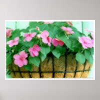 Korb der Impatiens