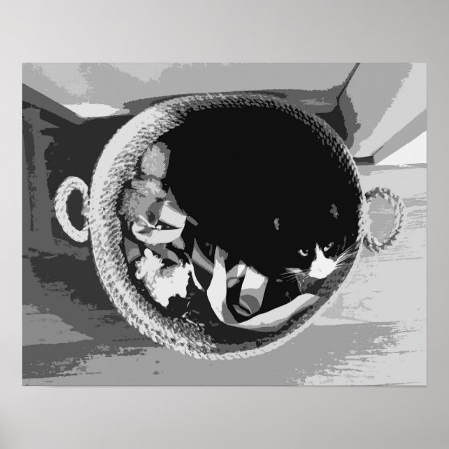 Korbkatze Poster (Vorne)
