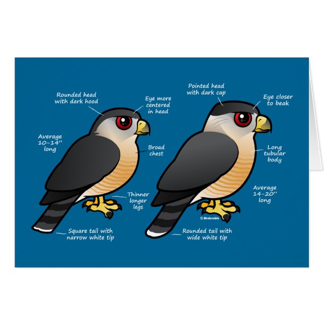 Korbv Sharpie (Vorderseite (Horizontal))