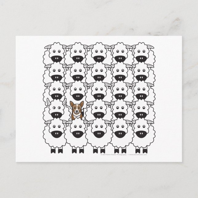 Korgi im Schafe Postkarte (Vorderseite)