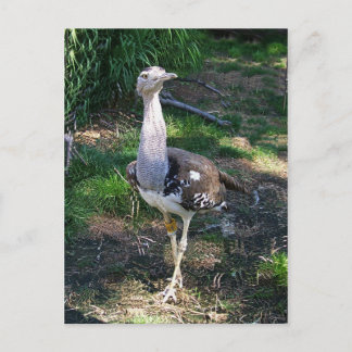 Kori Bustard Bird Postkarte