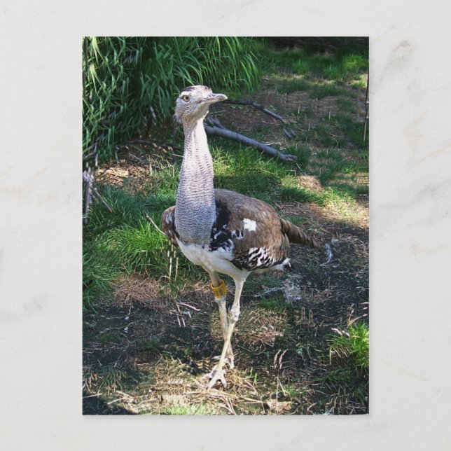 Kori Bustard Bird Postkarte (Vorderseite)