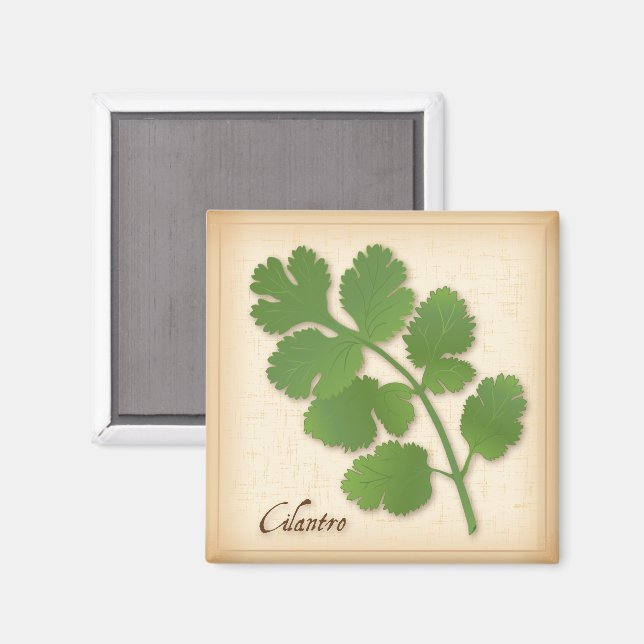 Korianderkraut Magnet (Vorderseite/Rückseite)