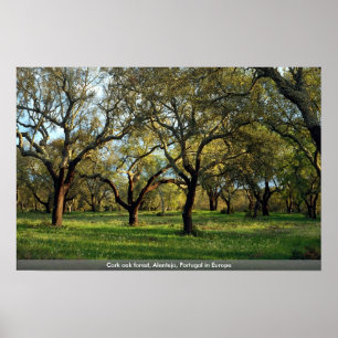 Korkeichenwald, Alentejo, Portugal in Europa Poster