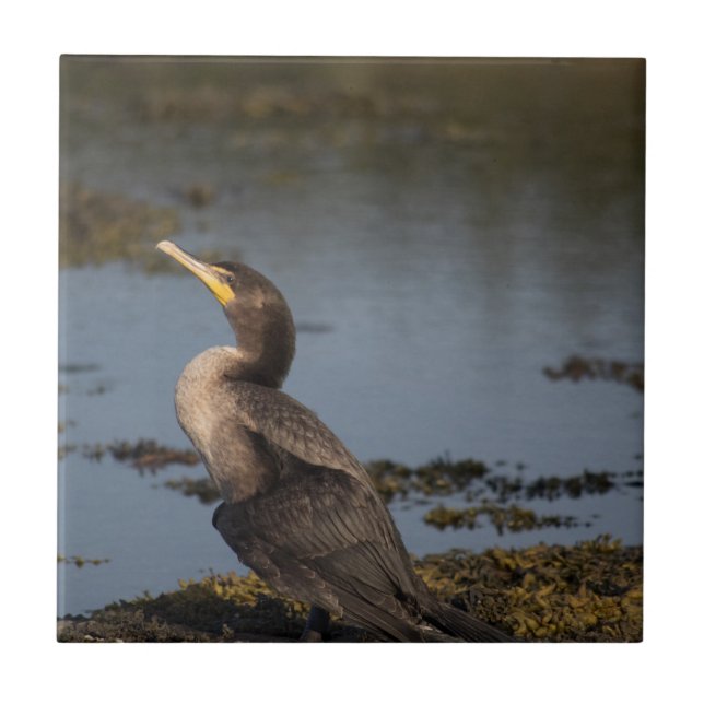 Kormoran Fliese (Vorderseite)