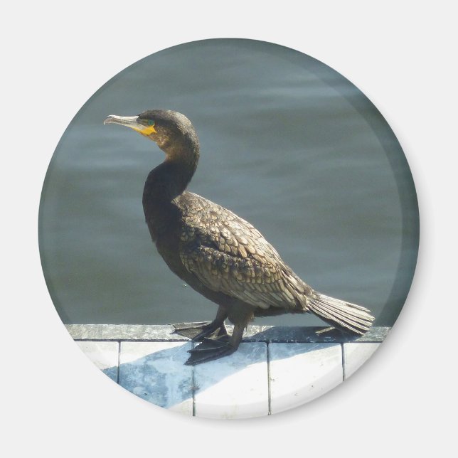 Kormoran Magnet (Vorne)