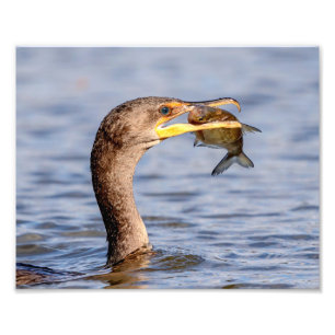 Kormoran mit Fisch Fotodruck
