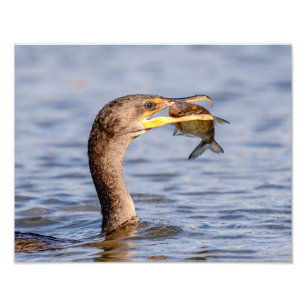 Kormoran mit Fisch Fotodruck